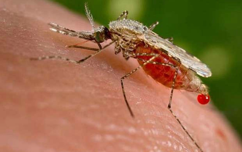 Moradores do Conde devem evitar doações de sangue por um ano após casos de malária