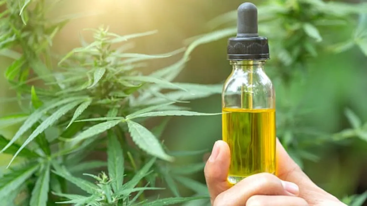 Entrega gratuita de cannabis medicinal vai beneficiar 20 mil famílias em Campina Grande, prevê Associação