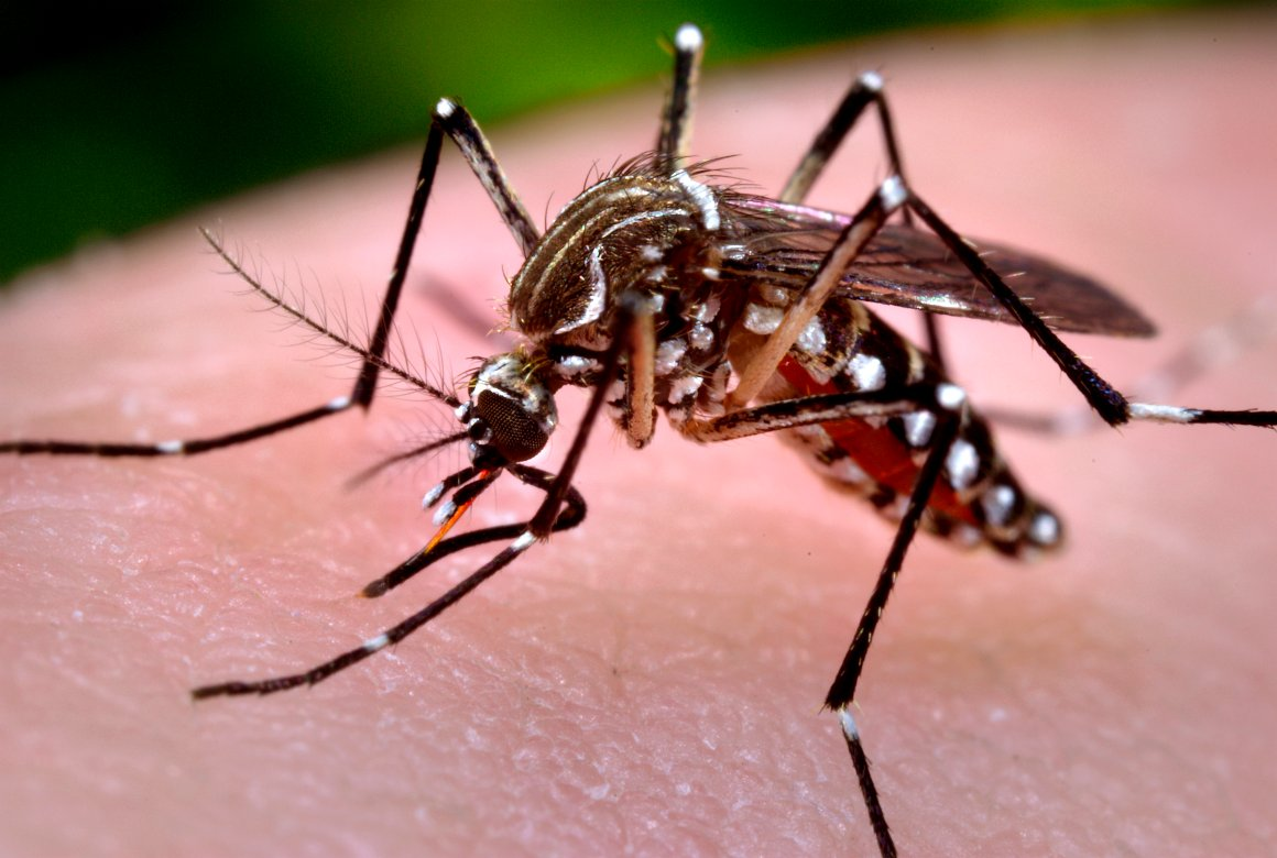 Casos de dengue sobem 55% no Brasil no início do ano