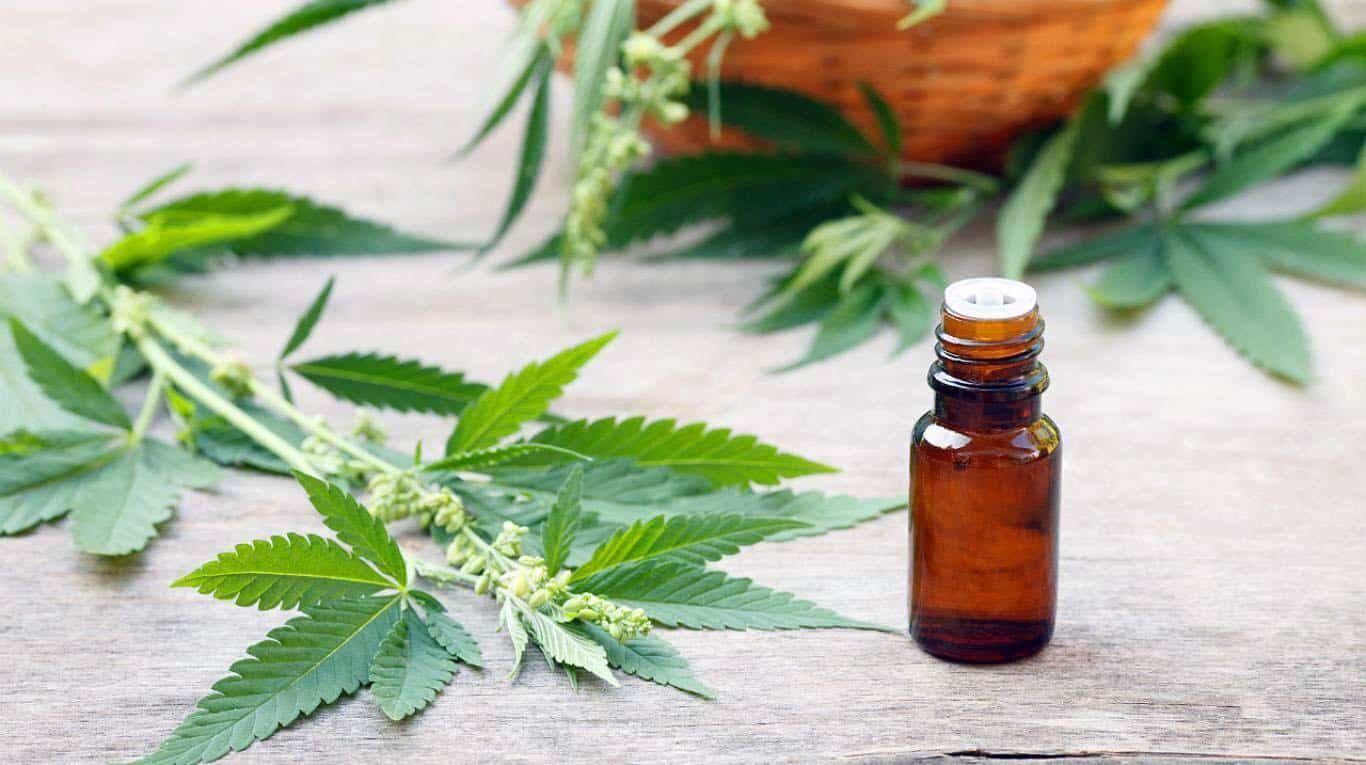 Cannabis medicinal: 1º extrato completo fabricado no Brasil chega às farmácias