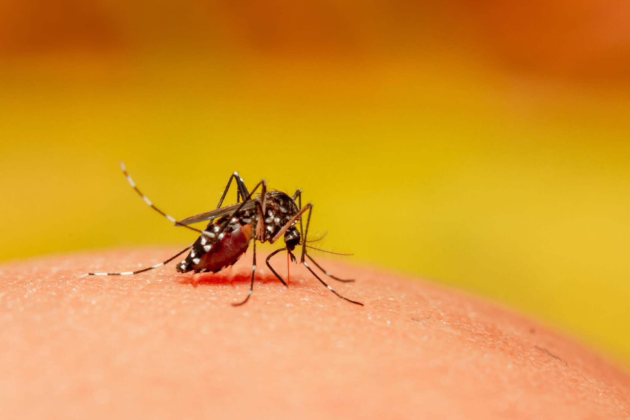 Cepa do vírus da dengue mais contagiosa e inédita no Brasil é detectada em GO