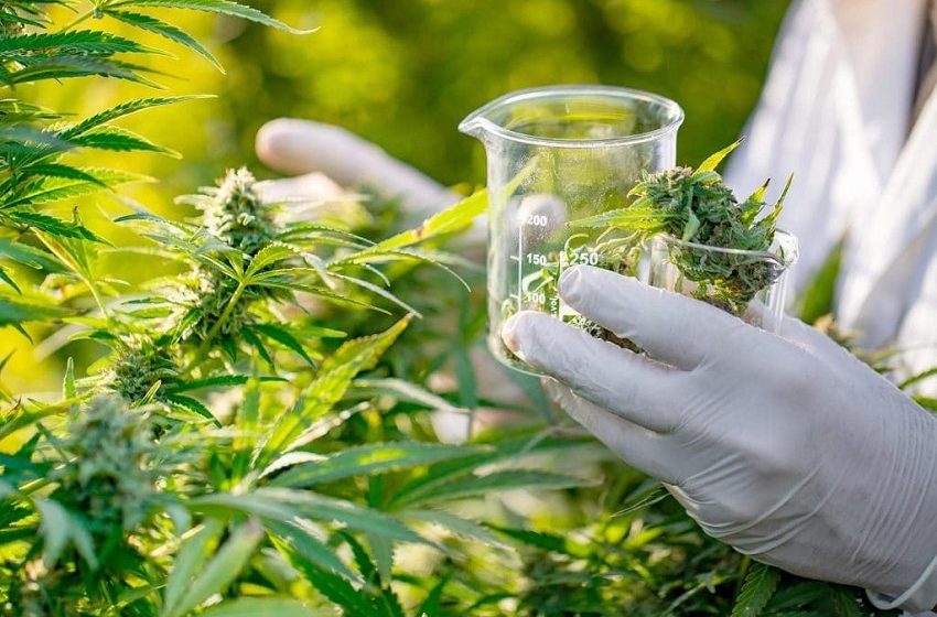  Evento discute casos reais de dor crônica tratados com Cannabis Medicinal 