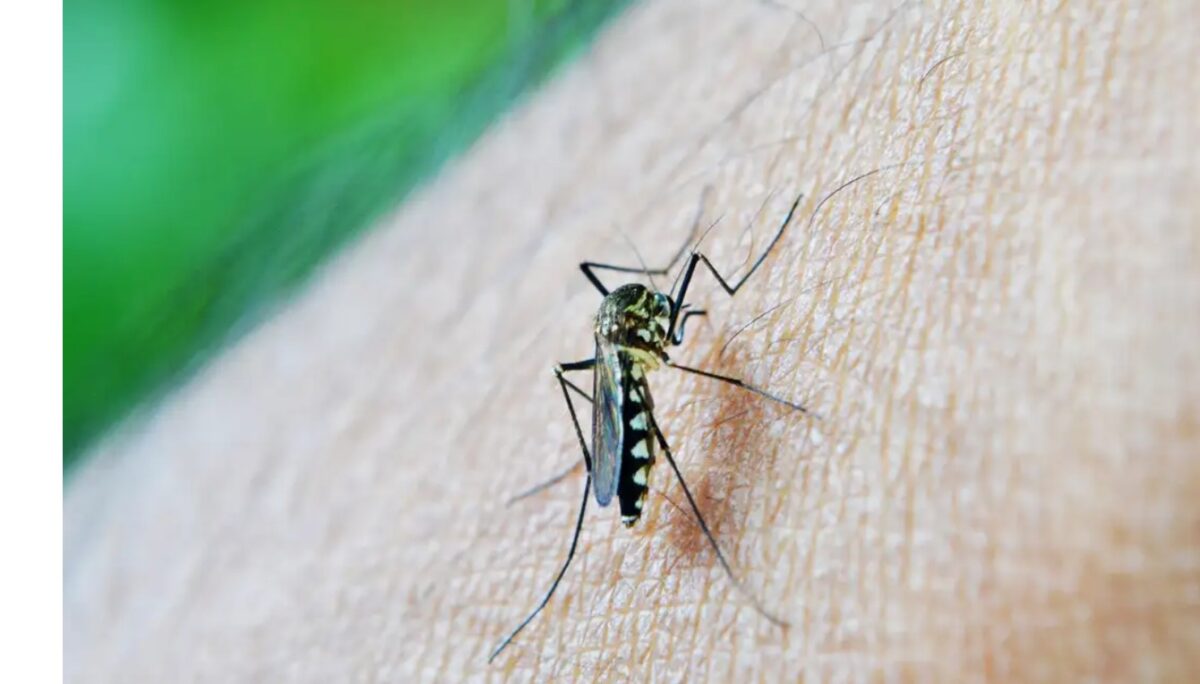Recorde: Brasil tem 1256 óbitos por dengue e mais de três milhões de casos da doença