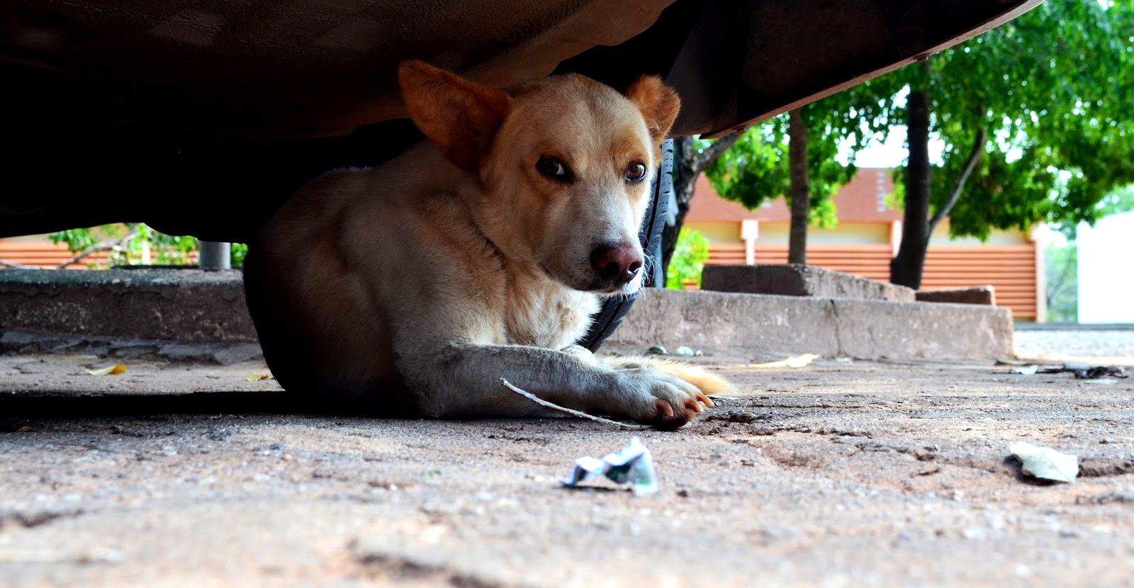 Núcleo de Justiça Animal da UFPB cobra políticas públicas para proteger animais dos barulhos dos fogos de artifício