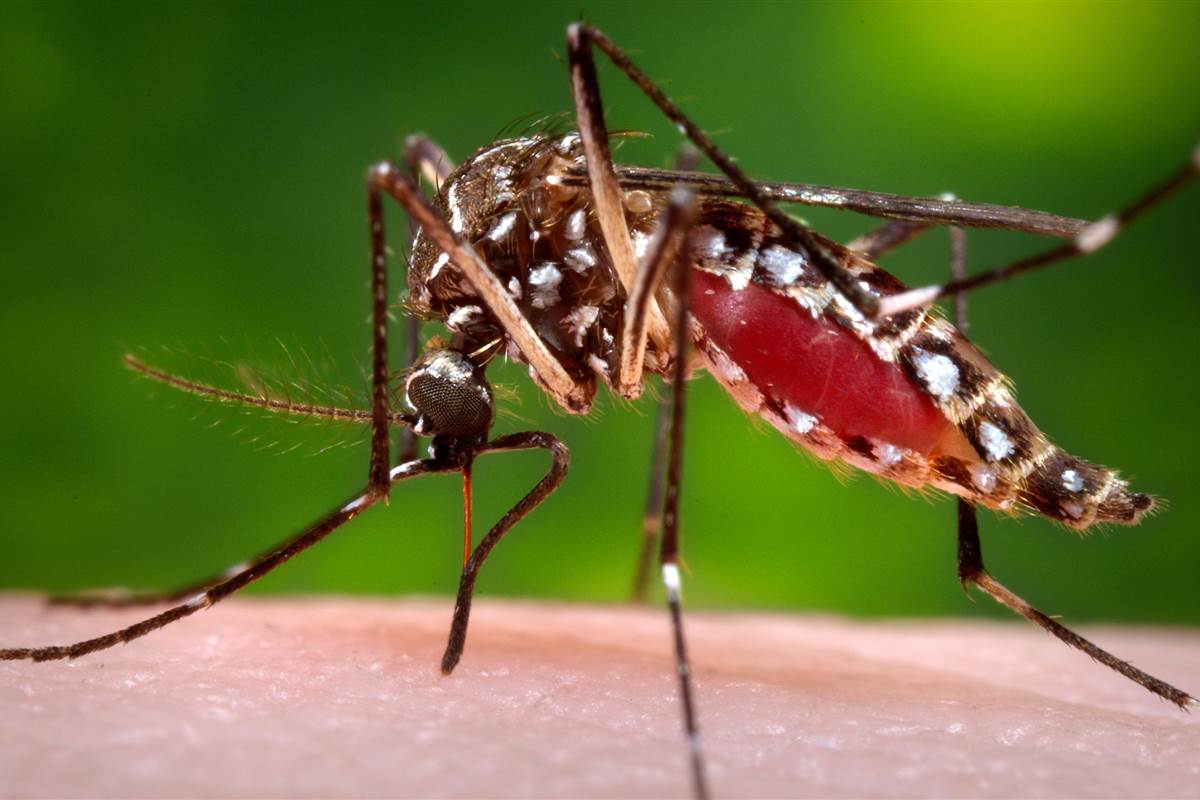 Brasil ultrapassa 500 mortes por dengue em 2022, mais do que o dobro do ano passado