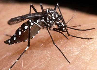 Dengue avança em áreas com pessoas menos imunizadas, e casos mais que dobram no país