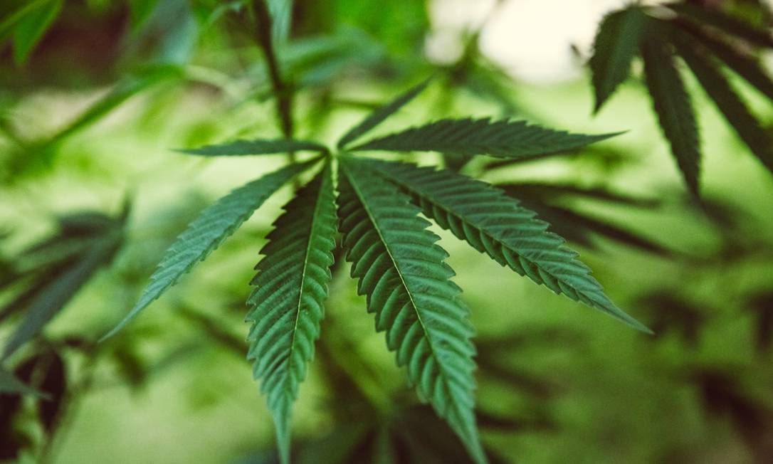 Luxemburgo se torna o primeiro país europeu a liberar plantio e consumo doméstico de maconha