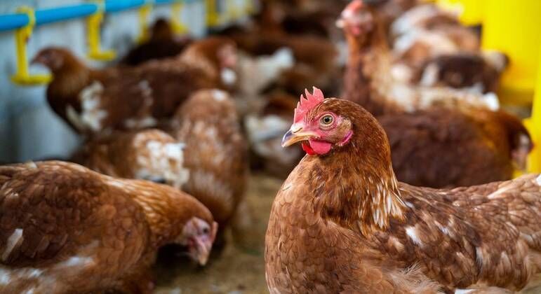 Ministério da Agricultura confirma primeiro foco de gripe aviária em granja comercial