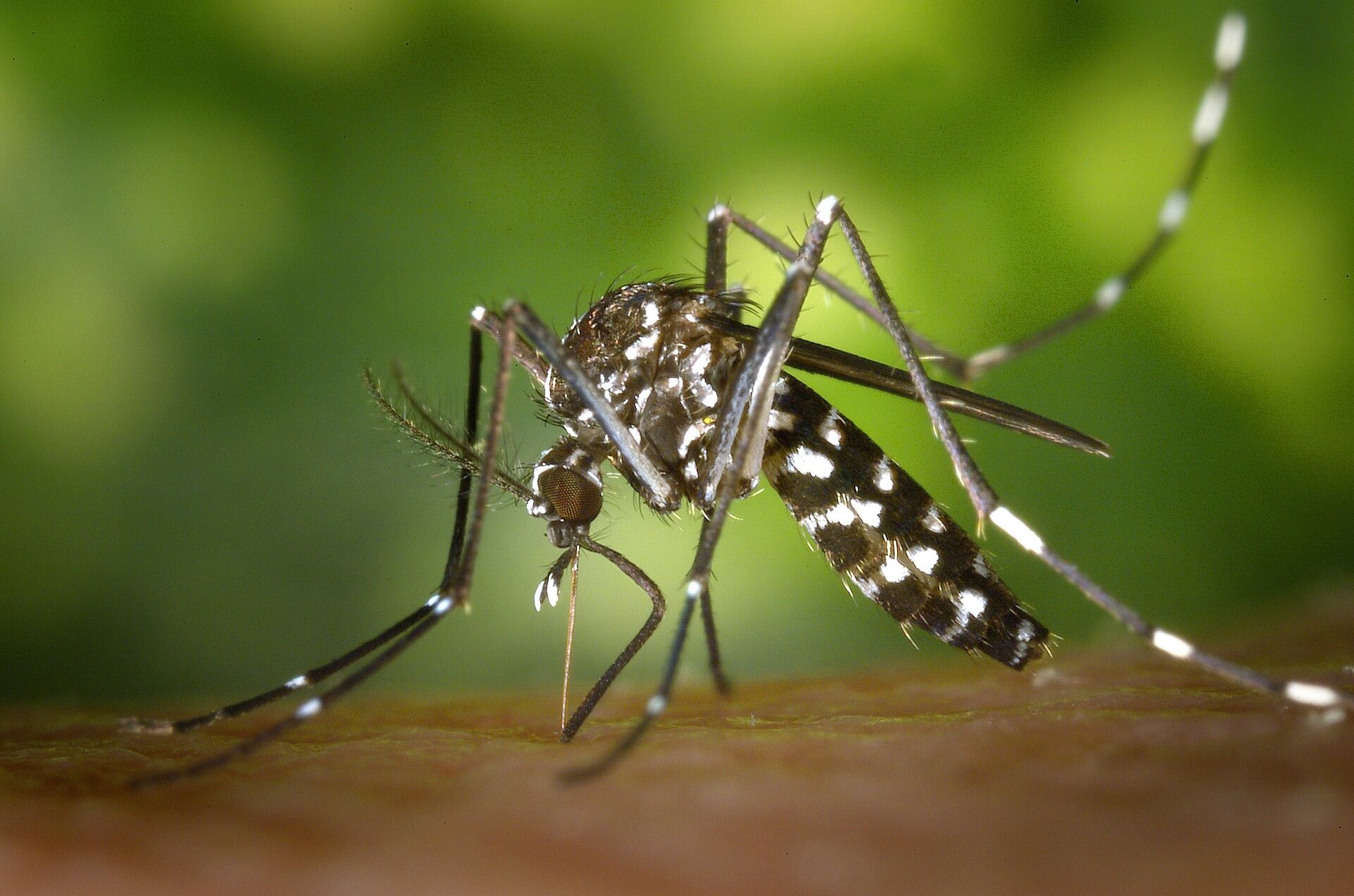 Paraíba soma dez mortes por dengue e investiga mais dois óbitos; números de casos dobrou em relação a 2023