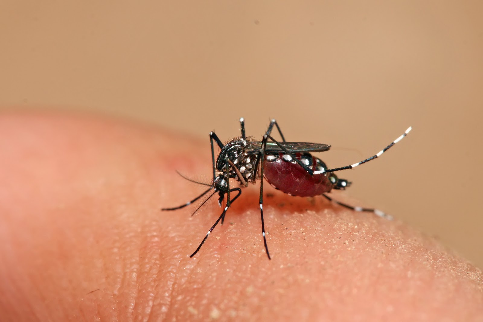 Profissionais de saúde alertam para ressurgimento do tipo 3 da dengue