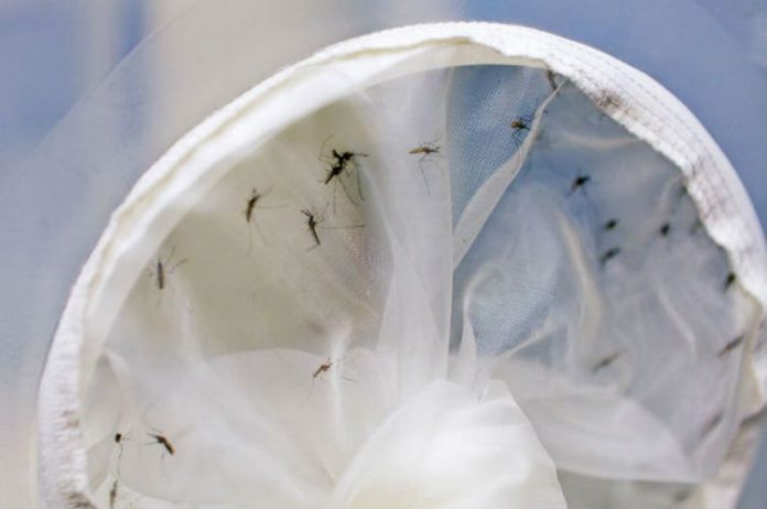 Casos suspeitos de dengue subiram 73% em 2019 na PB
