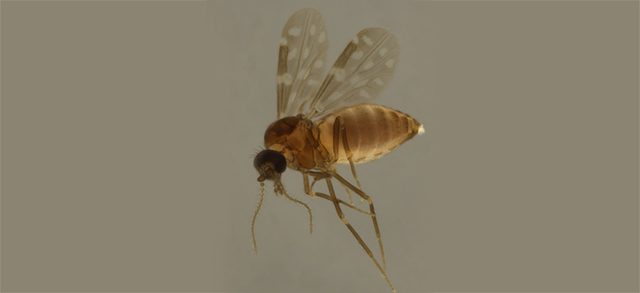 Maruim é uma das principais vias de transmissão da febre Oropouche; confira sintomas