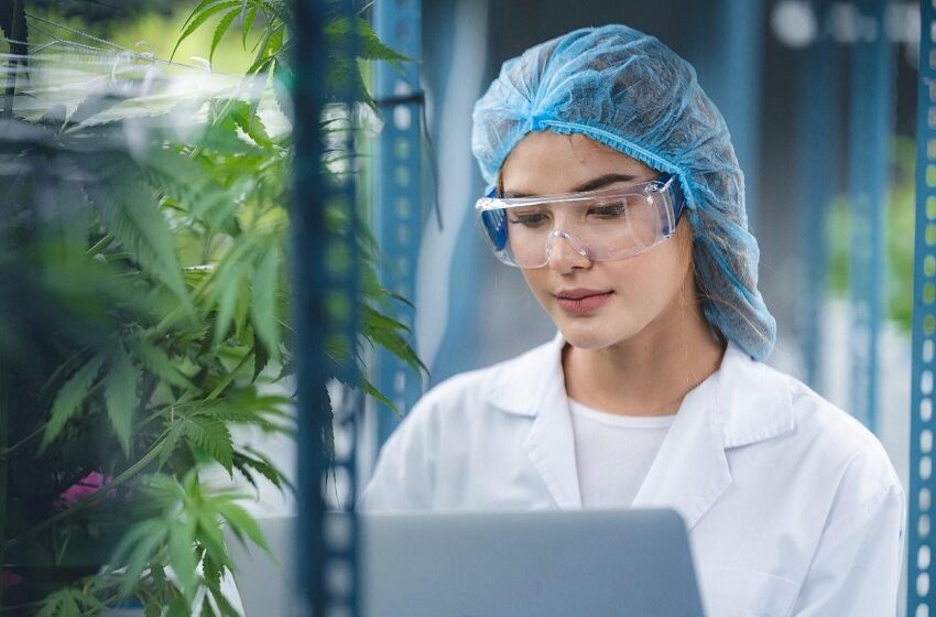  Plataforma oferece curso de atualização de cannabis medicinal 