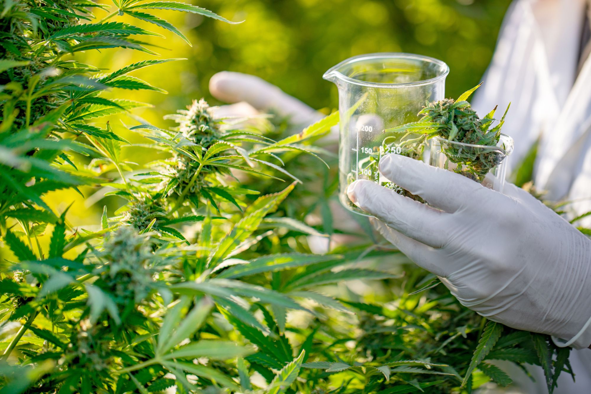 Maconha medicinal: uso de CBD cresce para tratar depressão, mas esbarra em falta de evidências
