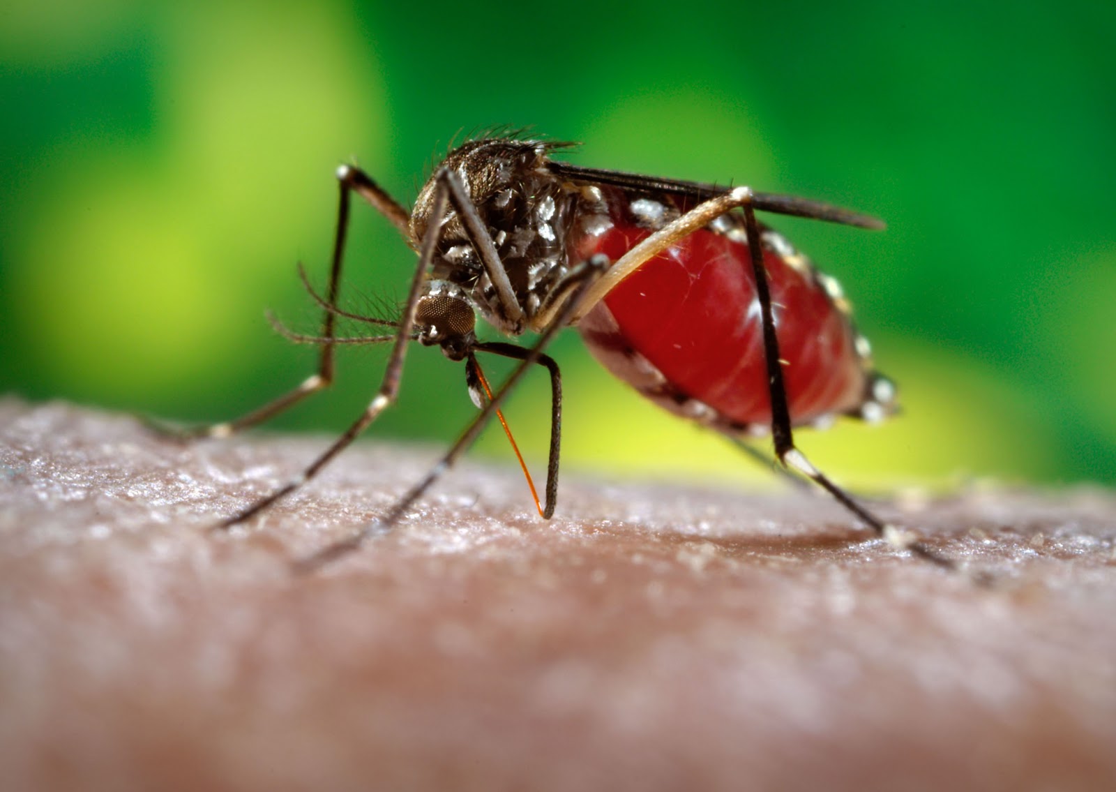 Paraíba chega a mais de 13 mil casos de dengue e chikungunya e secretária de Saúde alerta para "grande risco" de epidemia no estado
