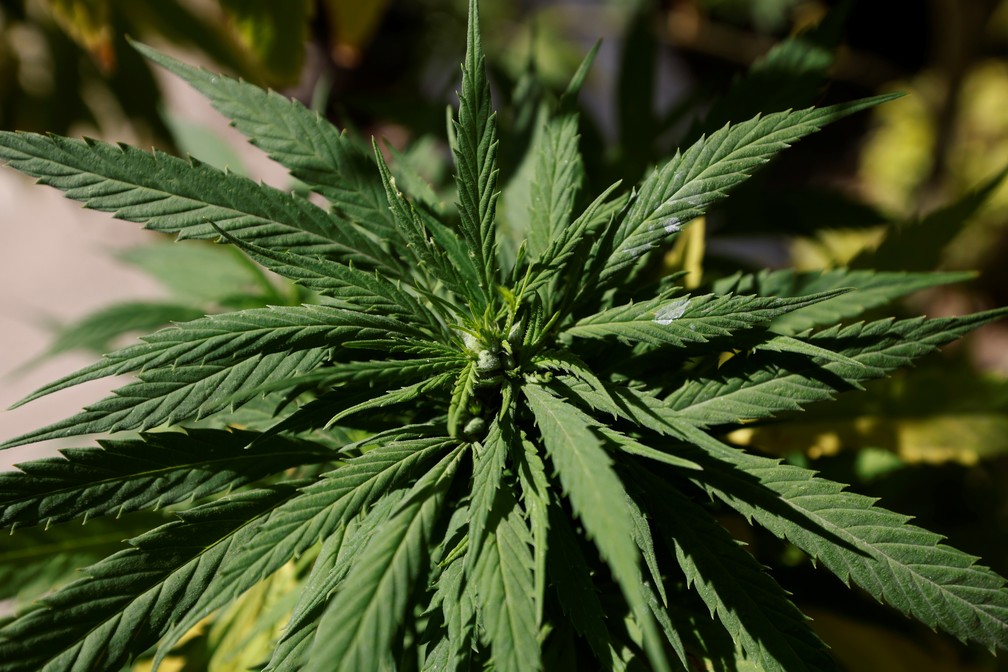 Juiz autoriza farmácia de manipulação a fabricar produtos de cannabis