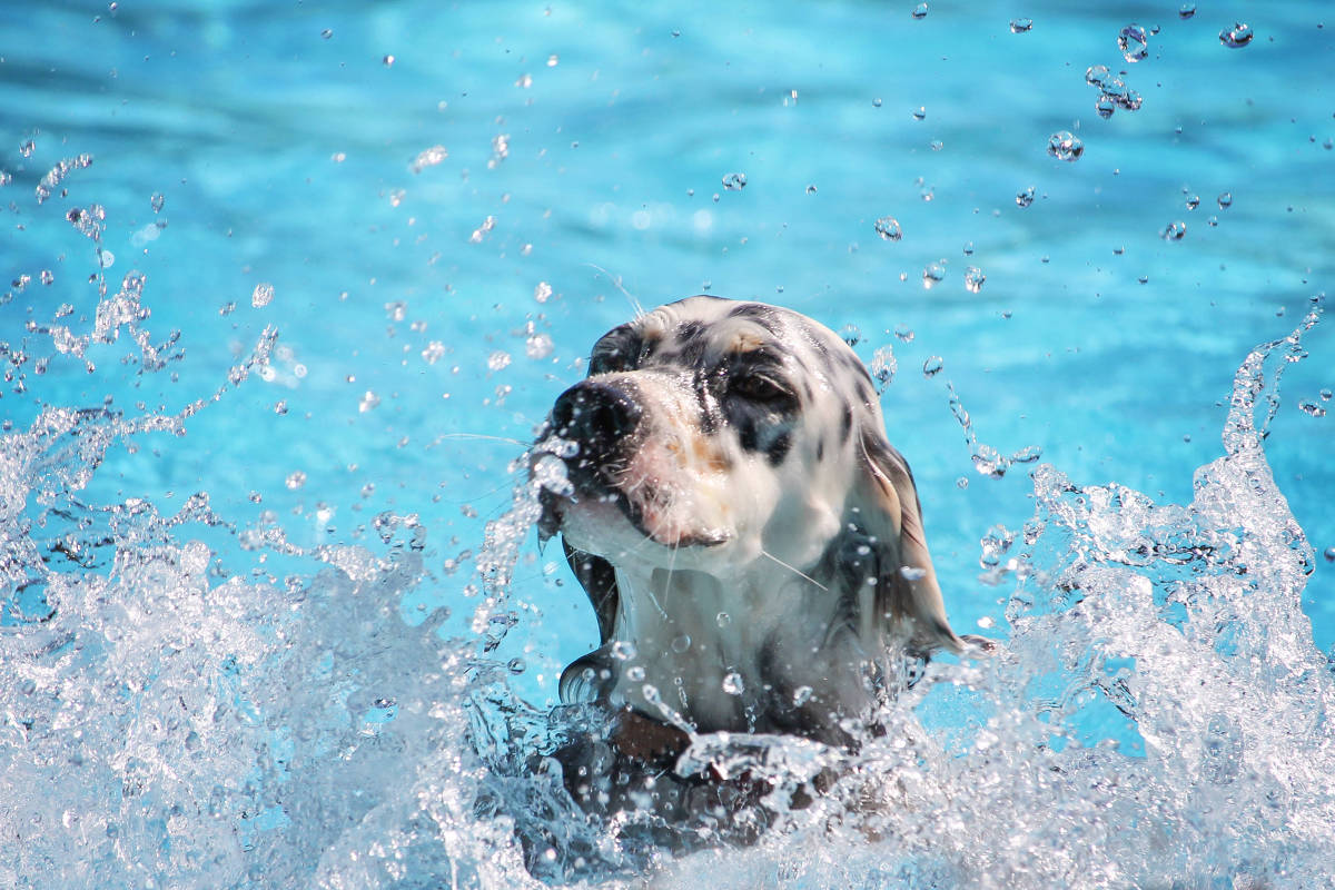 Cachorros e verão: como cuidar do seu pet no calor