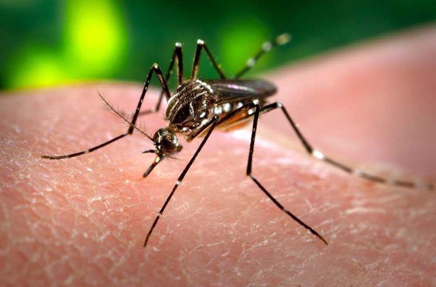  Brasil ultrapassa 1 milhão de casos prováveis de dengue em 2025 