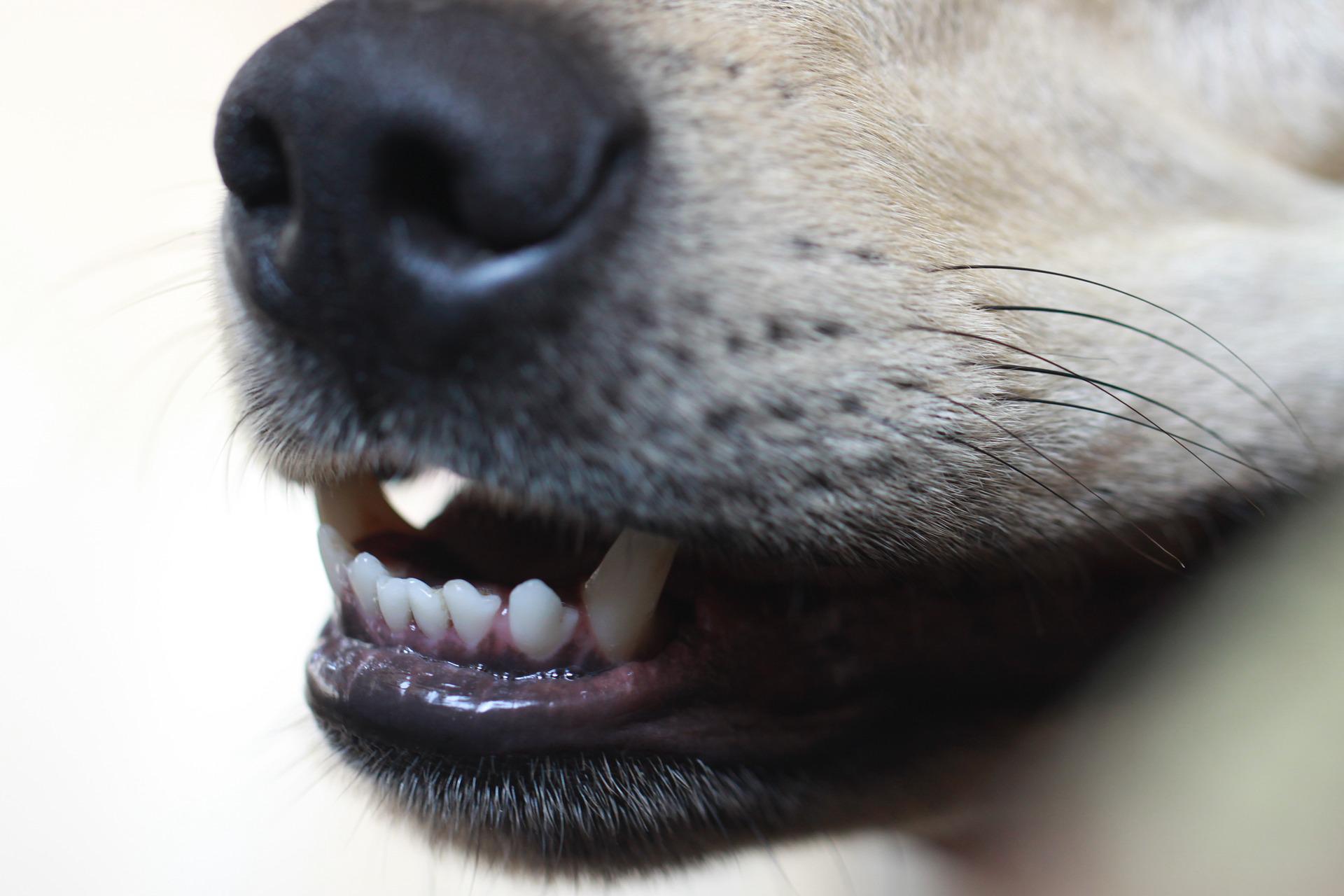 Mais seis pessoas são mordidas por cachorros no Sertão da Paraíba no fim de semana; outras seis foram atacadas por cobras e gatos
