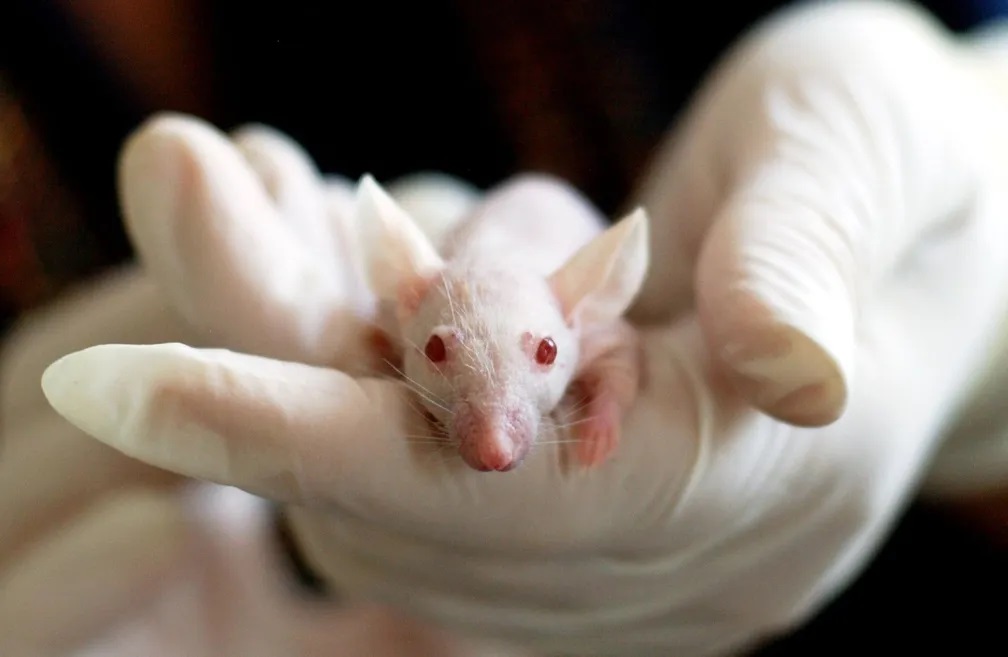 Conselho restringe uso de animais em pesquisas com cosméticos