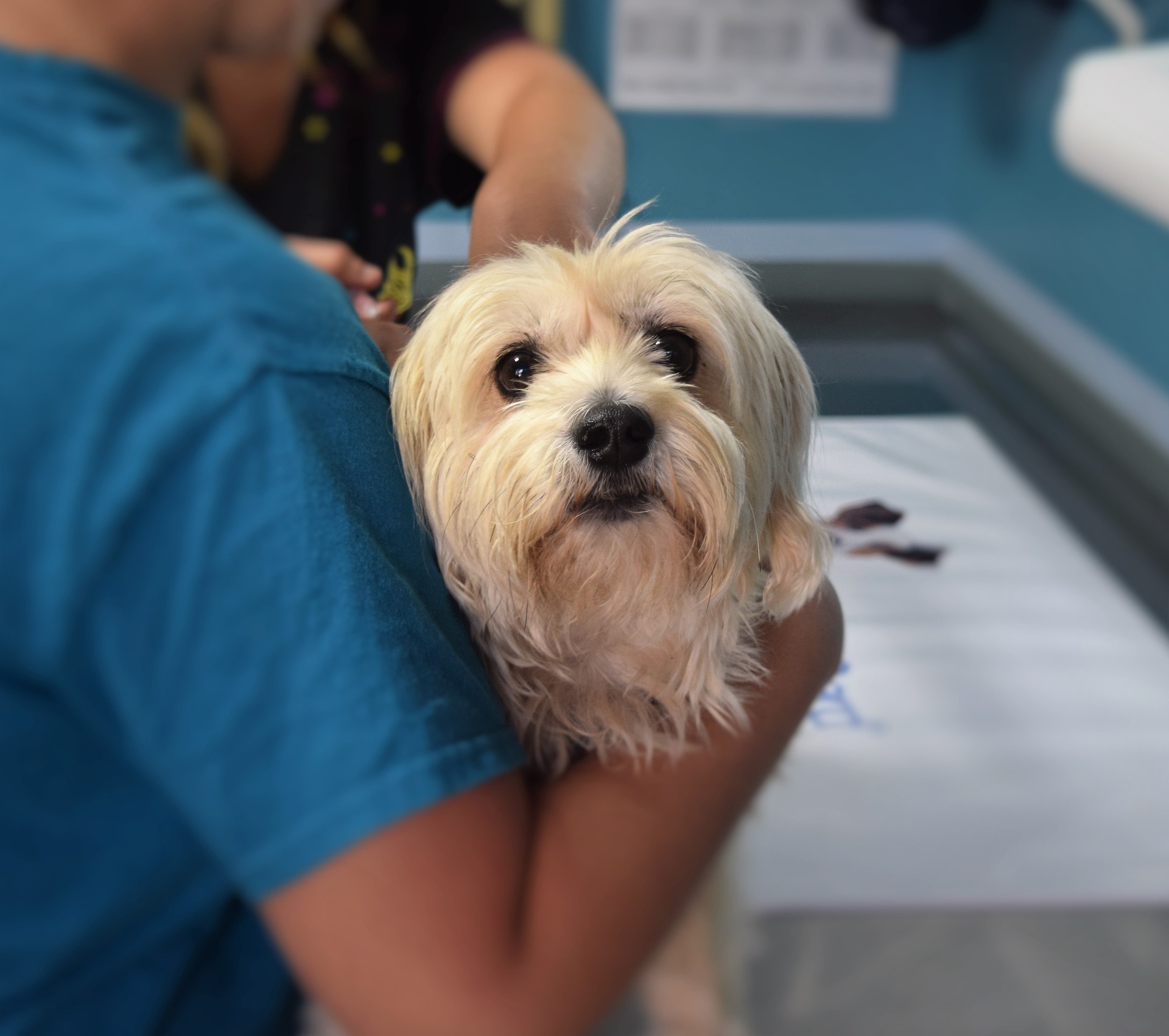 Prefeitura de João Pessoa lança licitação para construção do Hospital Veterinário
