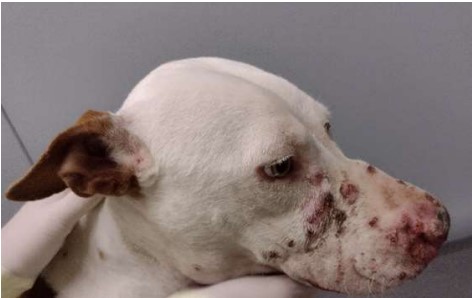 Esporotricose: o que é, como diagnosticar e tratar cães e gatos vítimas da doença