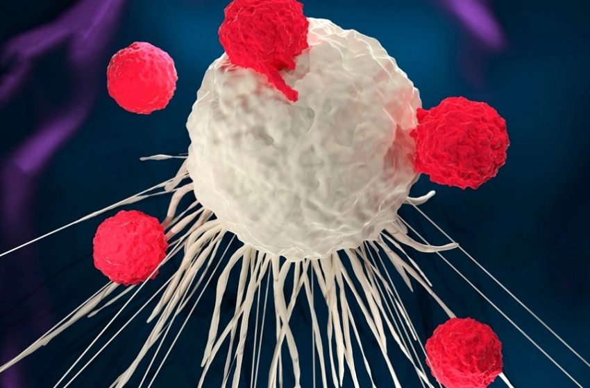  Estudo identifica proteínas envolvidas na eficácia de imunoterapia usada contra câncer no sangue 