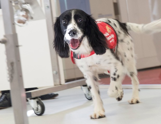 Cachorros conseguem detectar malária cheirando as meias dos pacientes