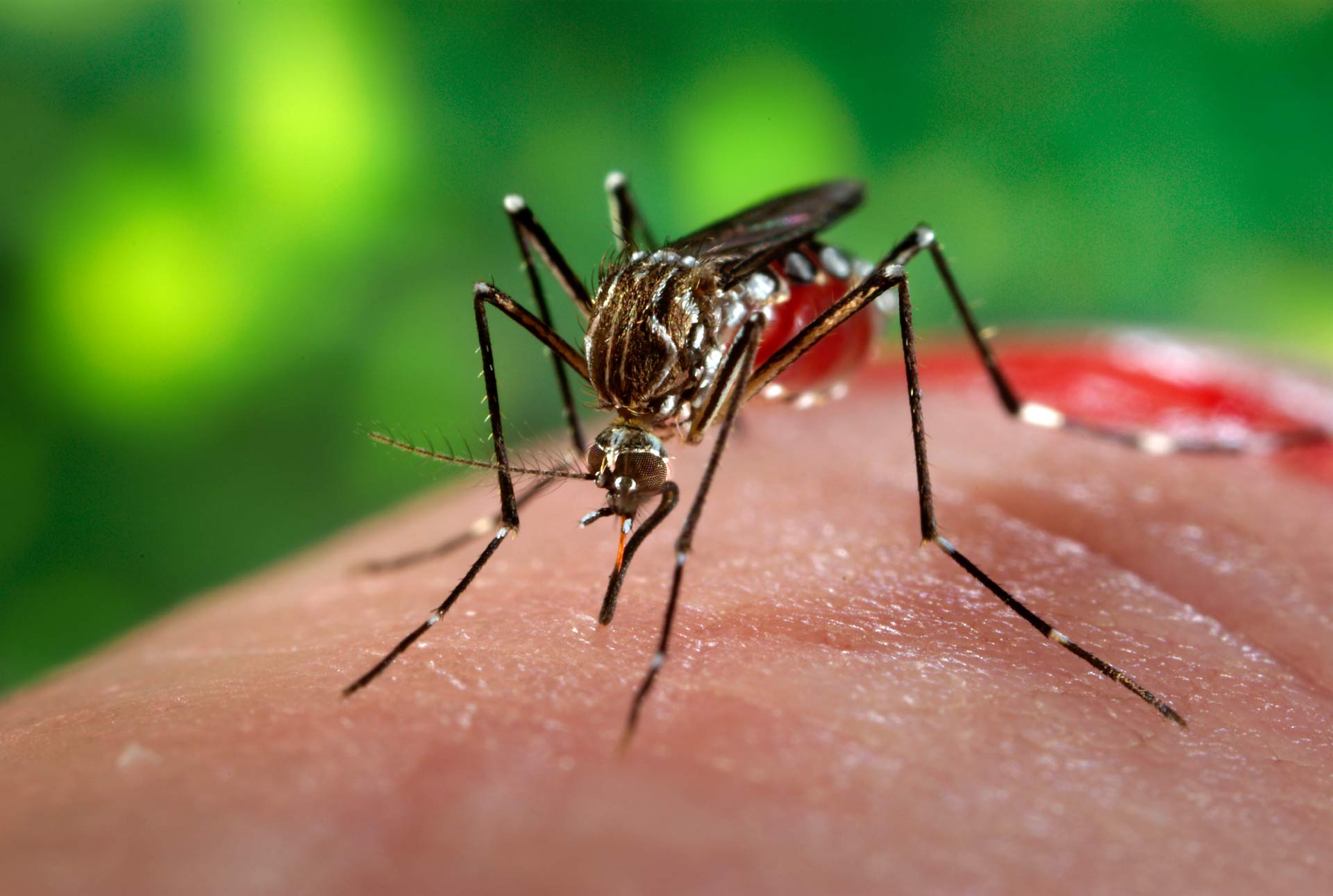 Brasil bate recorde de mortes por dengue em 2023