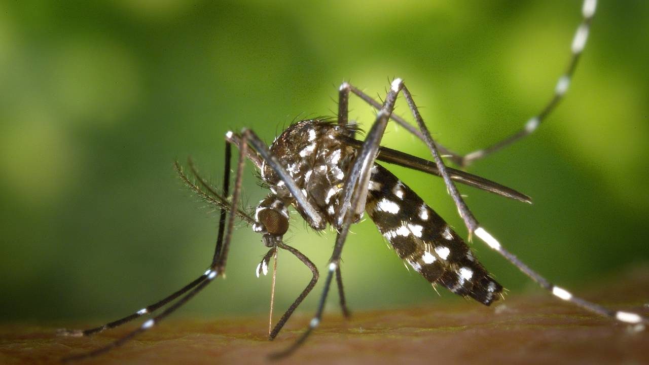 Dengue dispara no país, e reagente de testes se esgota