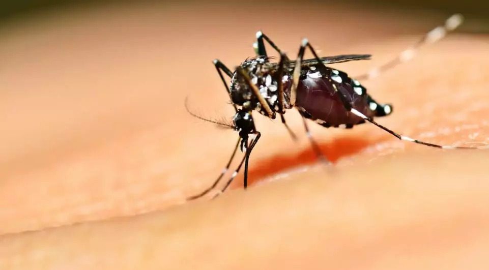Paraíba registra explosão no número de casos de dengue, zika e chikungunya com mais de 8 mil notificações e cinco mortes