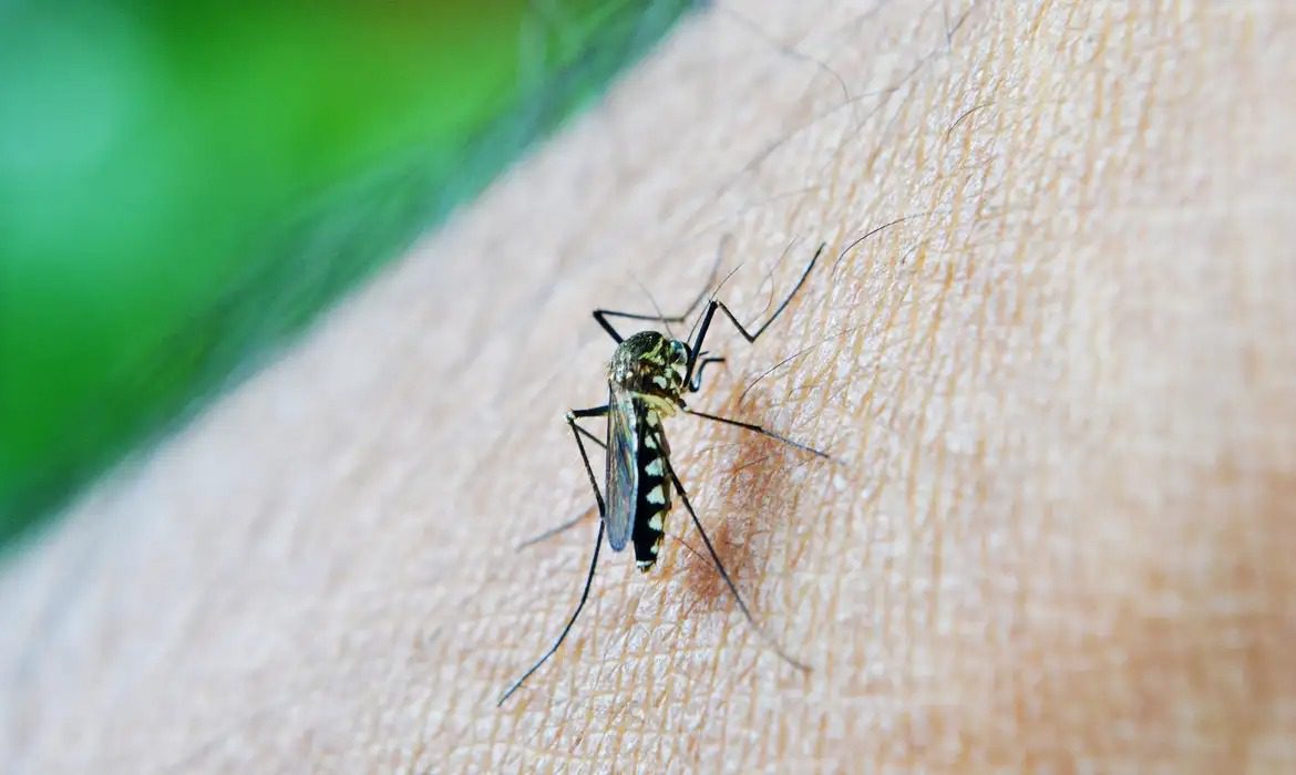 Com 300 casos por 100 mil habitantes, SP entra em epidemia de dengue
