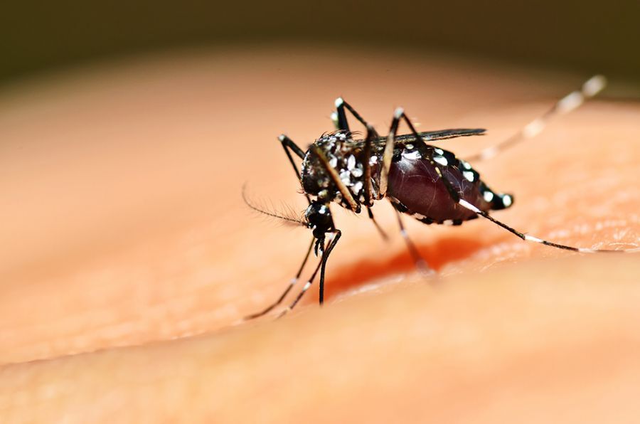 Municípios com risco de surto de dengue vão utilizar carros fumacê para combater Aedes aegypti, na Paraíba
