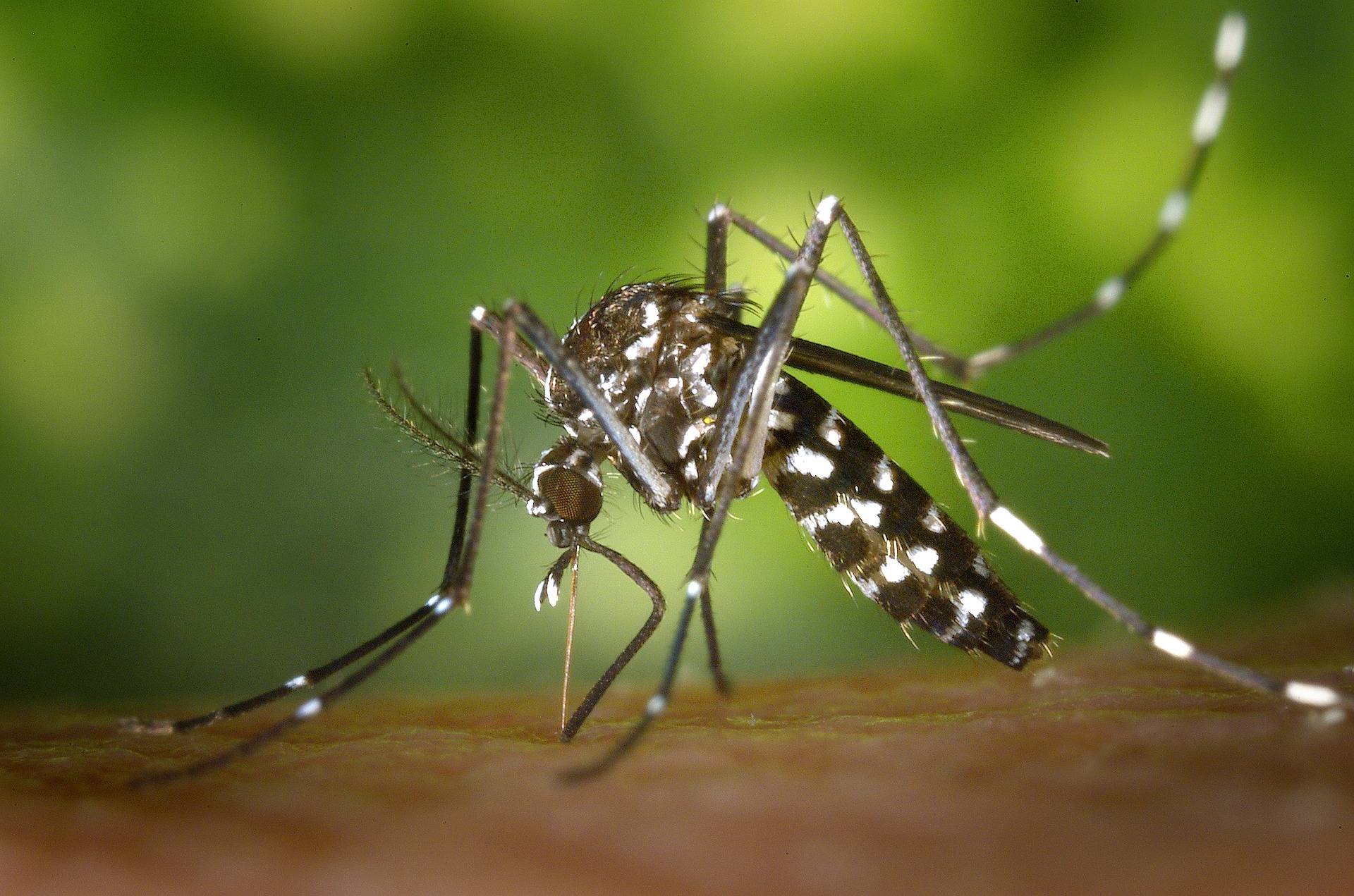 Paraíba tem 57 municípios com risco de surto de dengue, zika e chicungunya e 133 em situação de alerta