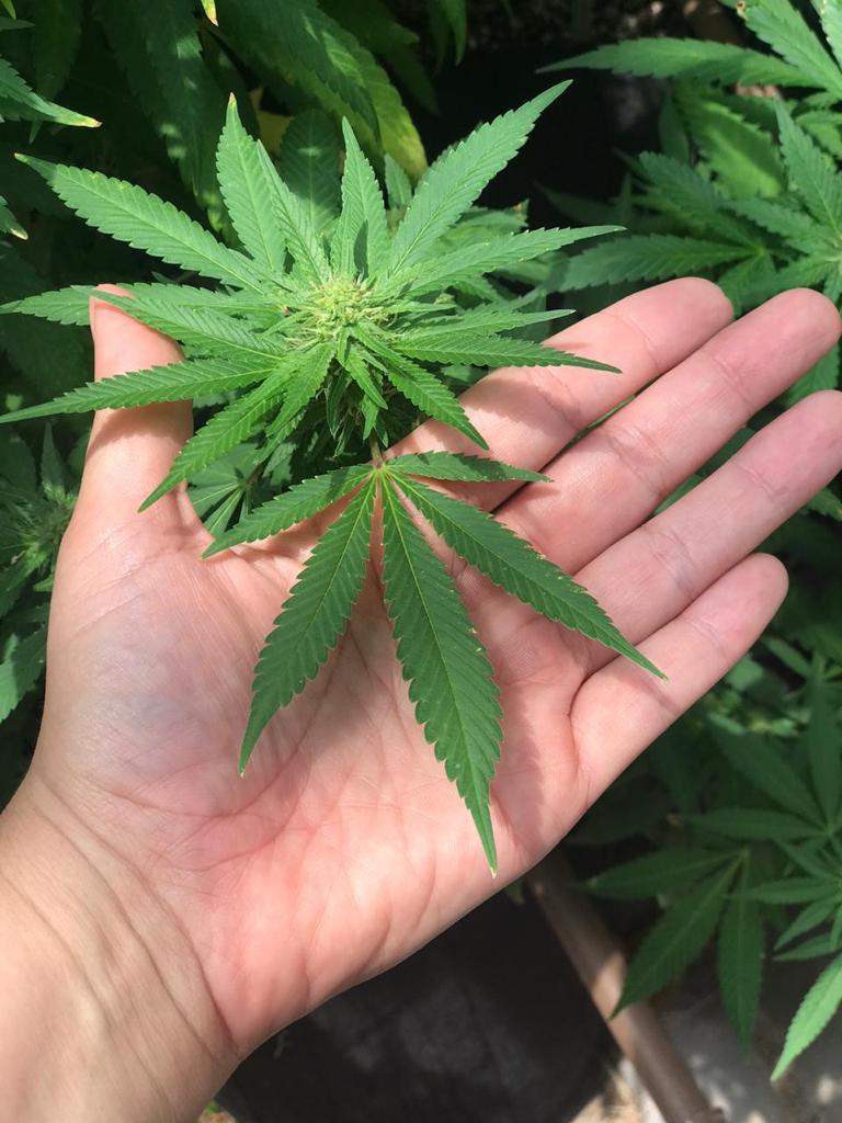 Prazo da Anvisa para autorizar importação de produtos de cânabis com fins medicinais quase triplicou