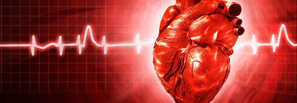 Molécula pode aperfeiçoar tratamento da insuficiência cardíaca