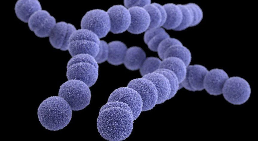 Japão registra pico em diagnósticos de bactéria mortal; 77 óbitos foram confirmados