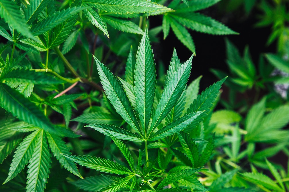 Canabidiol pode melhorar a memória de mulheres na menopausa, indica pesquisa da UFRGS