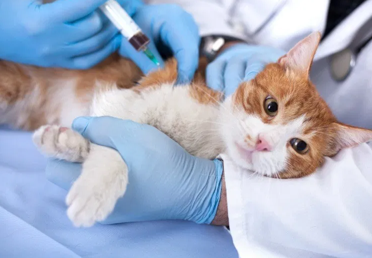 Prefeitura de Cabedelo promove Dia D de castração de felinos na próxima semana
