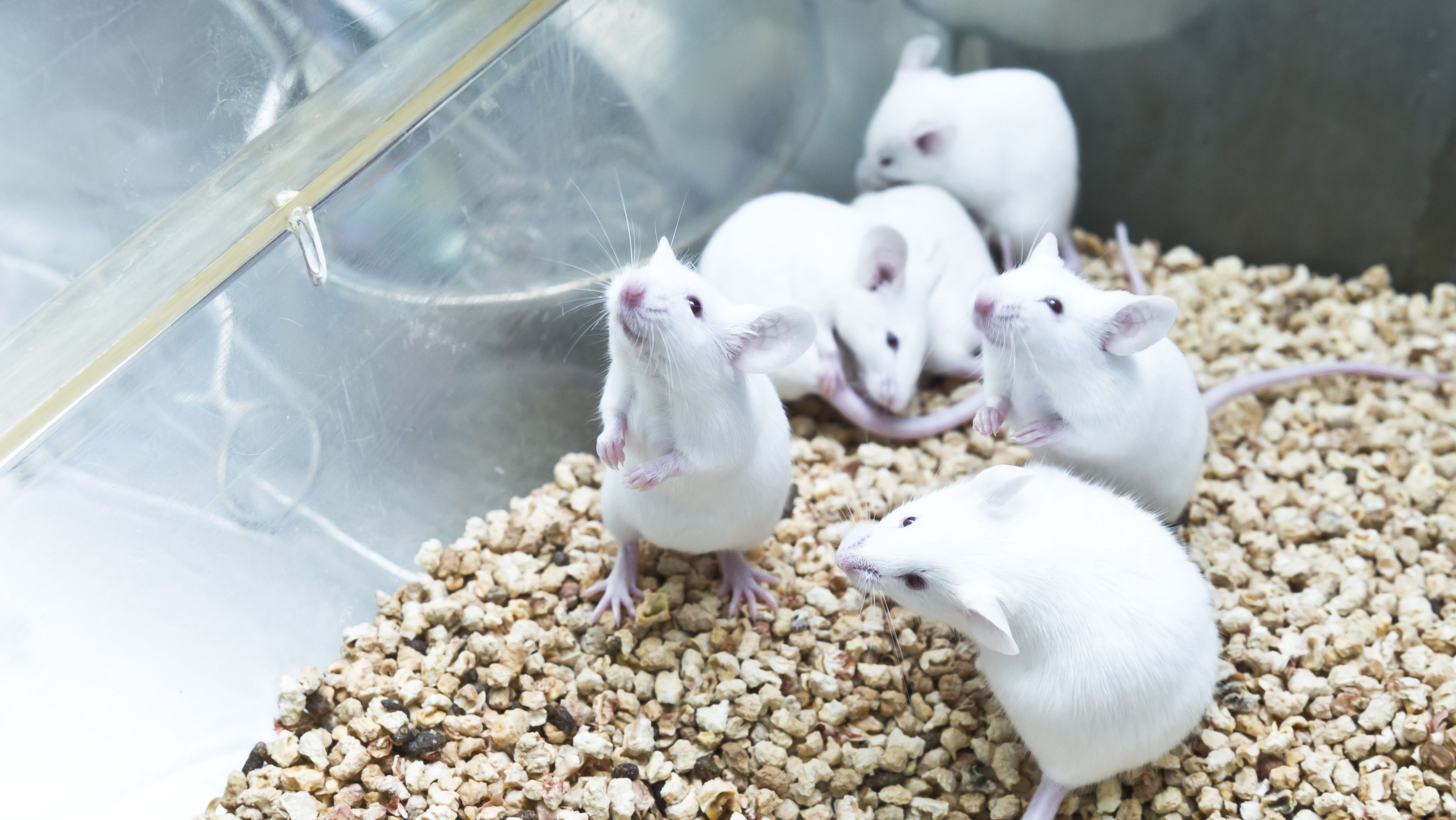  Como a ciência conseguiu deixar a pele de camundongos transparente? 