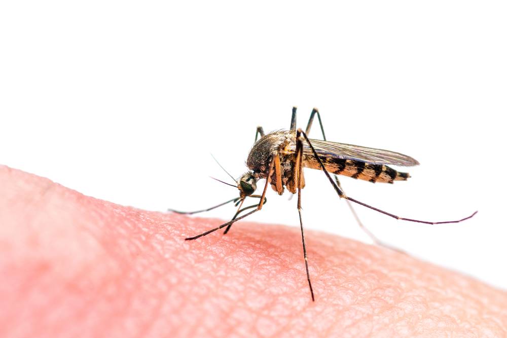 Organização alerta sobre aumento da malária no Brasil