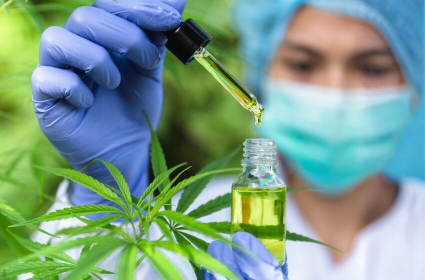  Anvisa autoriza Embrapa a pesquisar cannabis e abre edital para regulamentar cultivo 