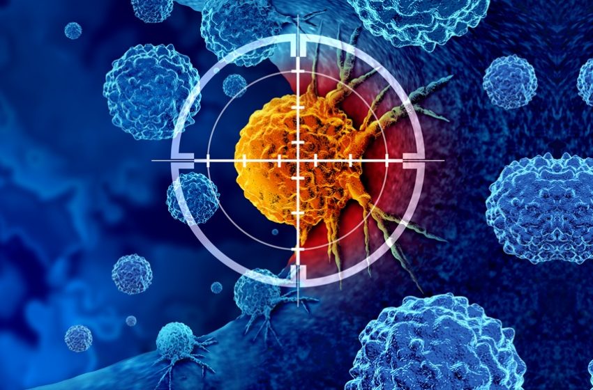  Estudo descobre como uma proteína afeta o crescimento de células cancerígenas 