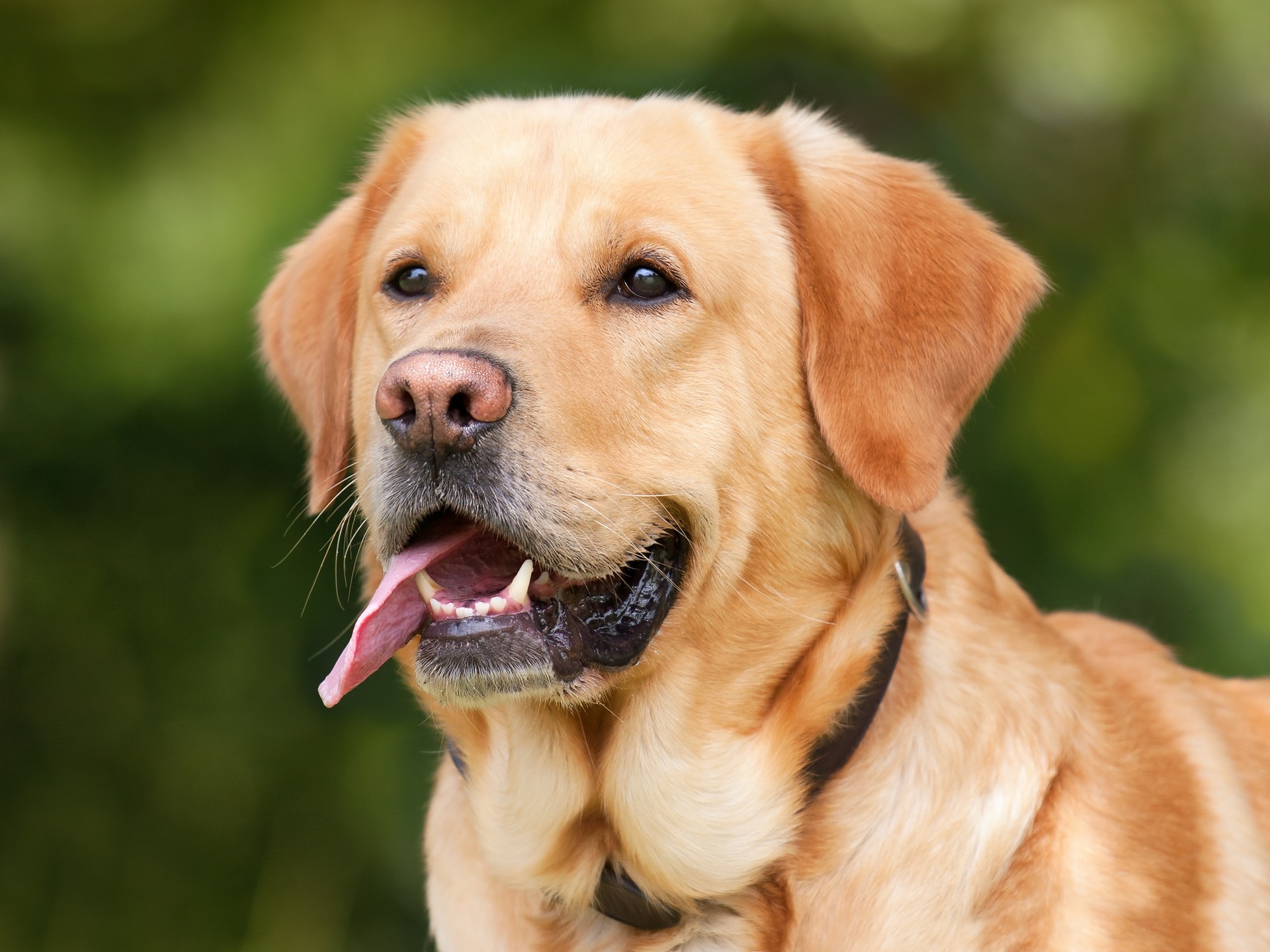 Paraíba tem meta de vacinar mais de 760 mil cães e gatos em campanha contra raiva animal