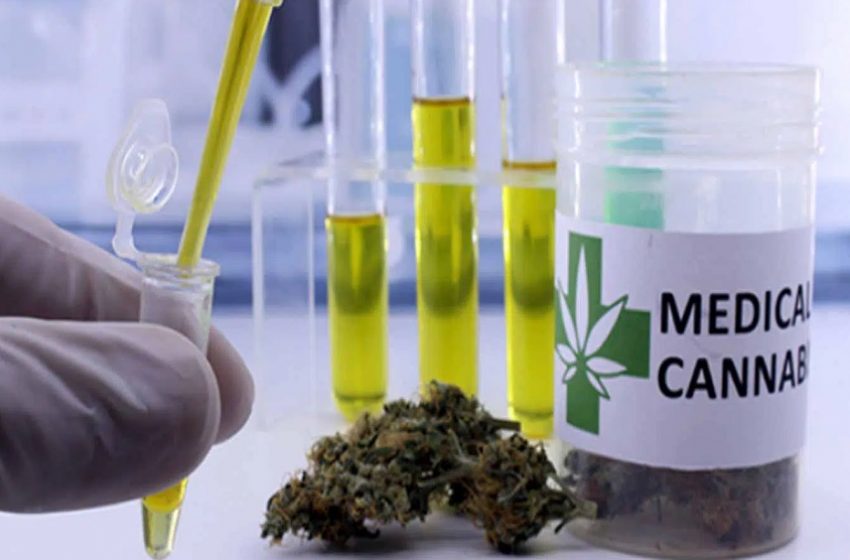  Proposta prevê doação de cannabis apreendida a laboratórios de pesquisa 