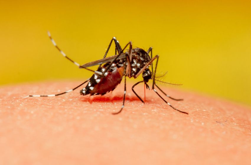  Malária: pesquisa na Nature modifica mosquito para barrar transmissão 