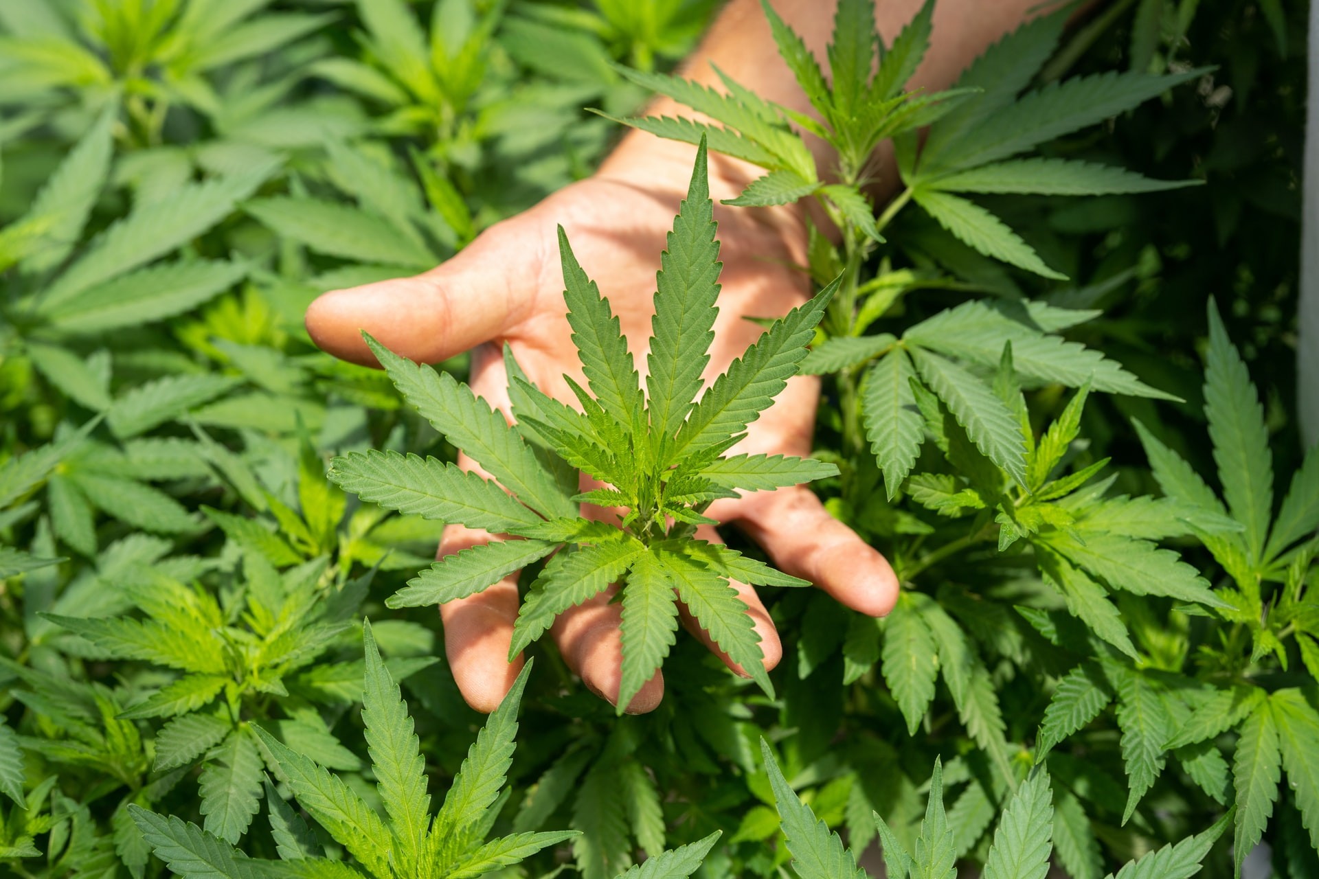 Sexta Turma do STJ autoriza três pessoas a cultivarem maconha para fins medicinais