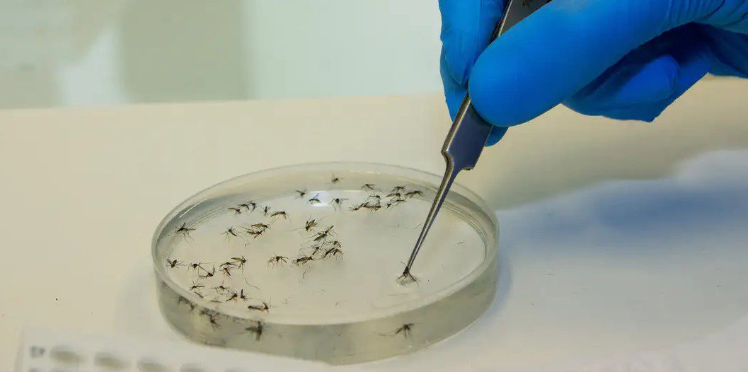 Febre Oropouche tem mais de 5 mil casos confirmados no Brasil; Saúde alerta população