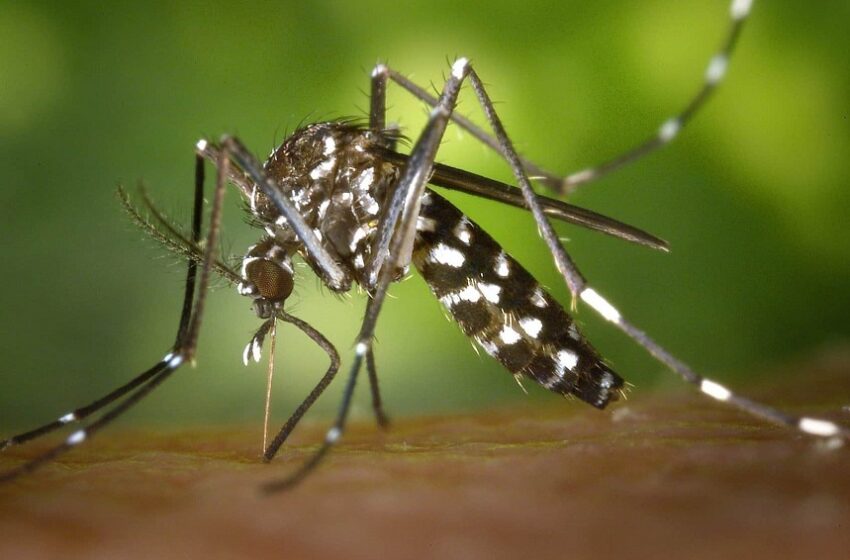  Brasil deve registrar 1,8 milhão de casos de dengue em 2026 